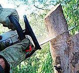 Best Tree Maintenance Programs  in Norton, KS