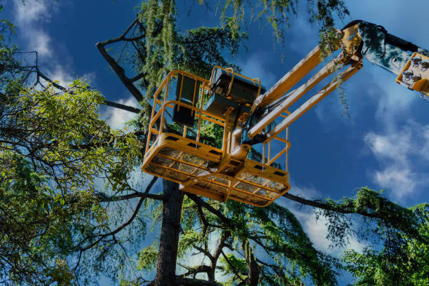 Best Tree Trimming and Pruning  in Norton, KS