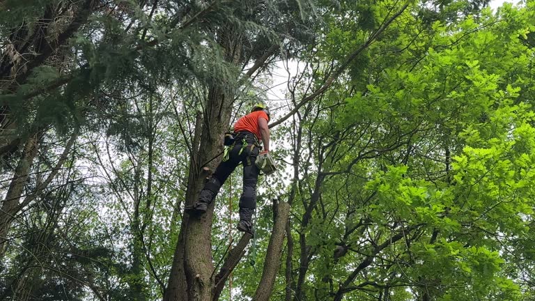 How Our Tree Care Process Works  in  Norton, KS